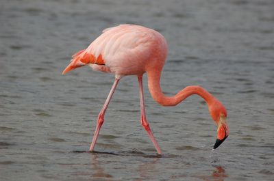 Galapagos - Locations, Flora & Fauna (37).JPG